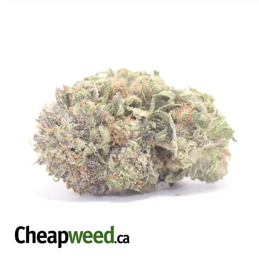 Tony's Purple Hindu Kush