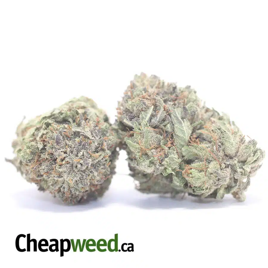 Alternative view of Tony's Purple Hindu Kush