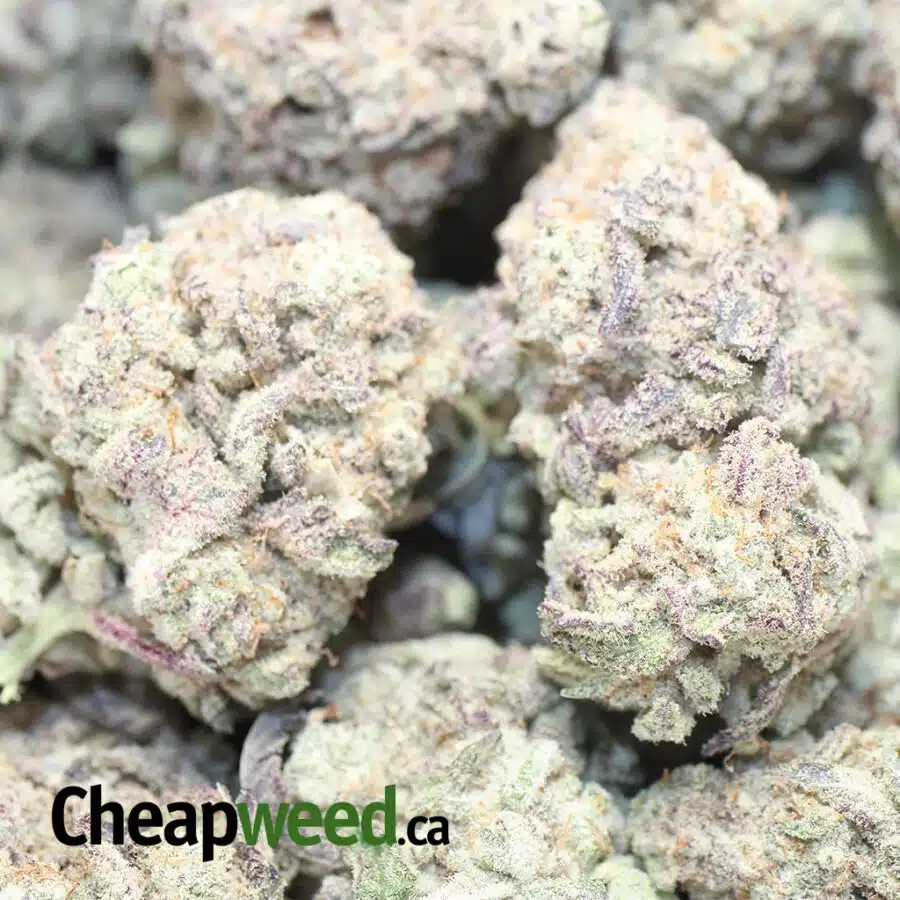 PURPLE STARDAWG 1 I $75 Oz - Purple Stardawg