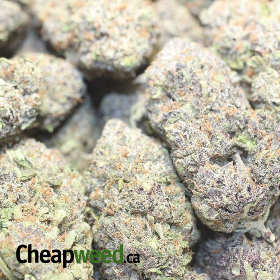 PURPLE TUNA AAAA 1 I Purple Tuna AAAA+