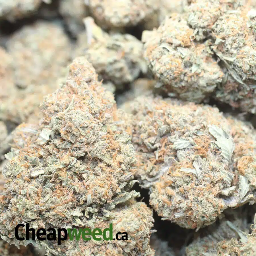 RACEFUEL OG DOD 1 I Racefuel OG - *Deal Of The Day*