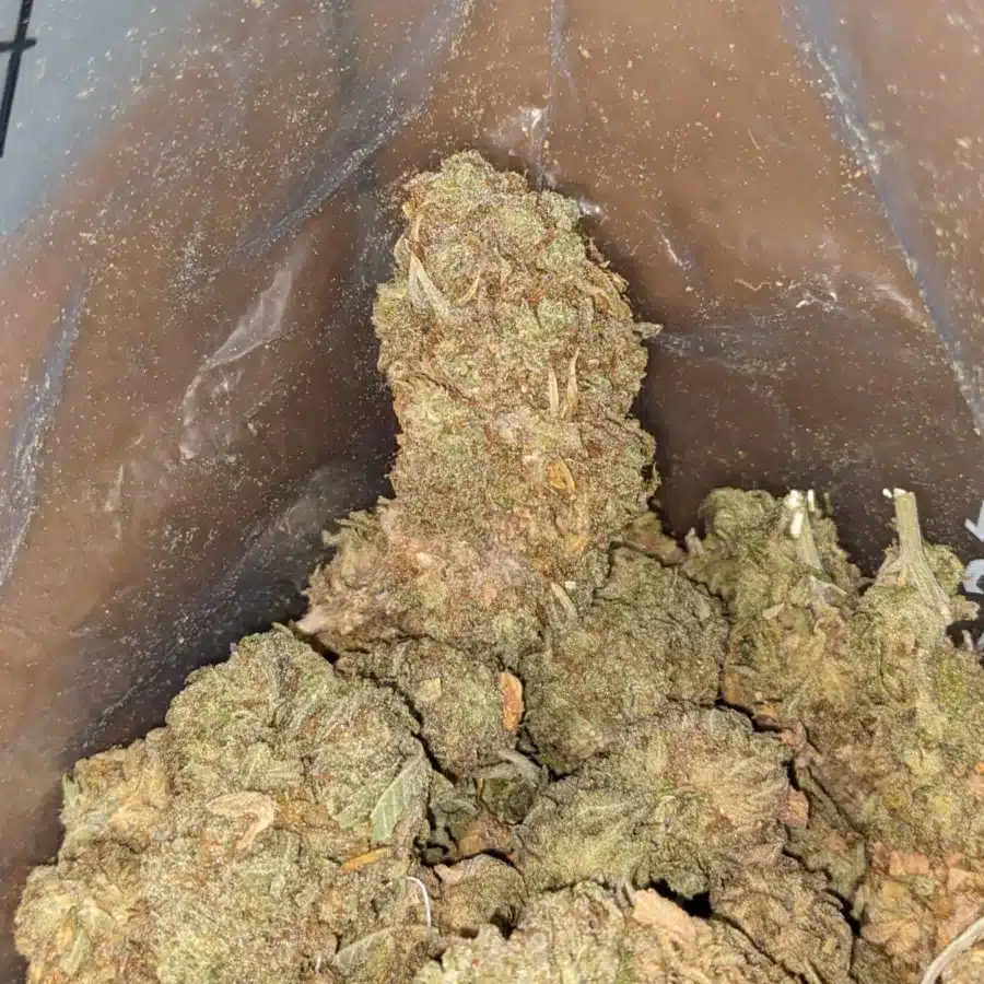 Sour Kush Bulk Special 3 1 I Sour Kush Bulk Special