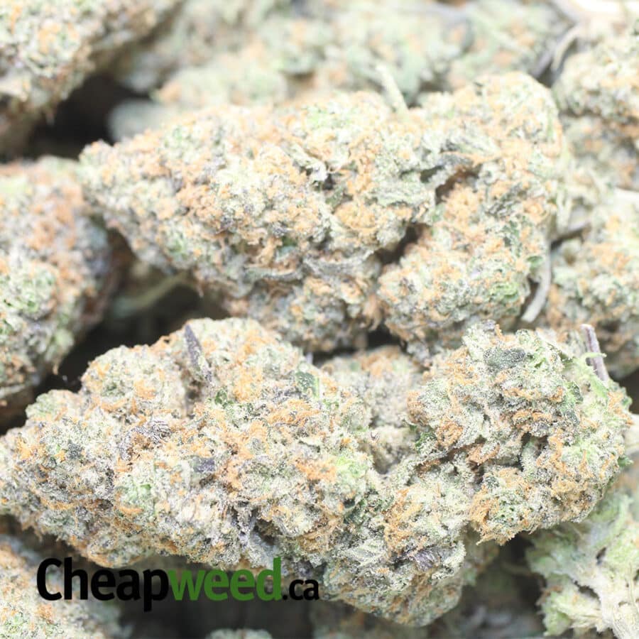 West Coast Diesel - Image 3