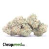 West Coast Diesel