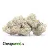 West Coast Diesel