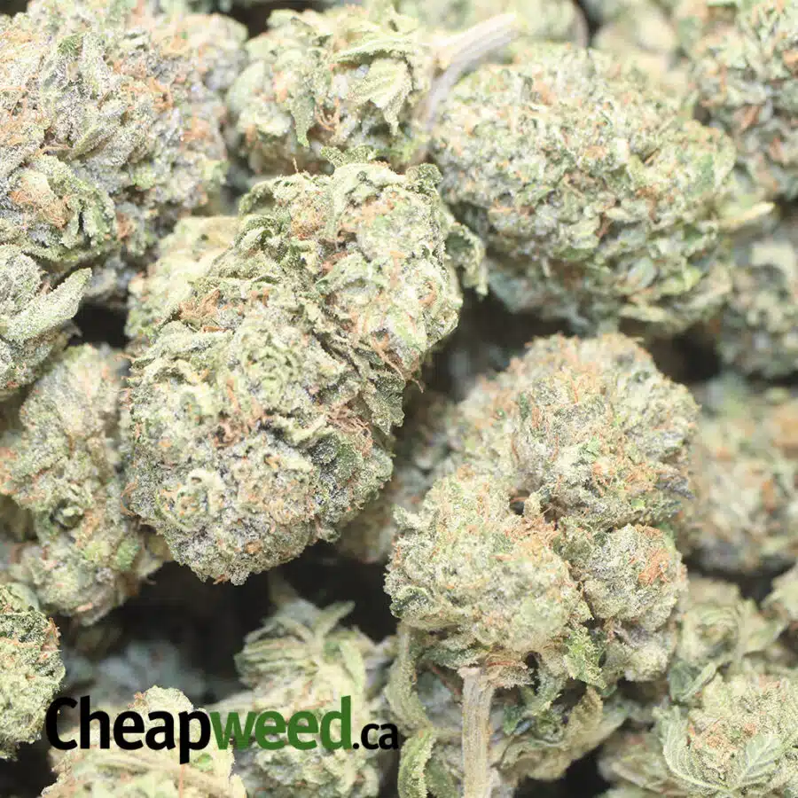 TONY KING L 3 I Emma's Garlic Breath