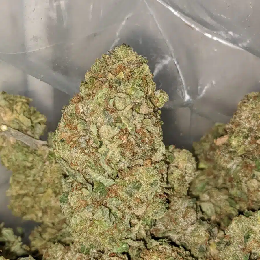 Sugar Shack - *Deal Of The Day*