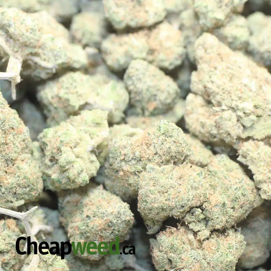 ZOMBIE KUSH 1 I Zombie Kush