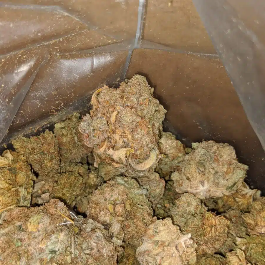 aa cheap kush bulk special 1 I AA Cheap Kush Bulk Special