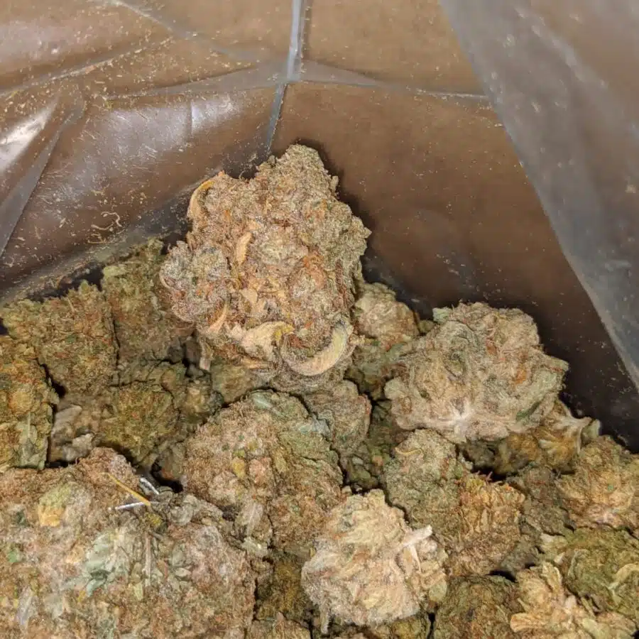 aa cheap kush bulk special 2 I AA Cheap Kush Bulk Special