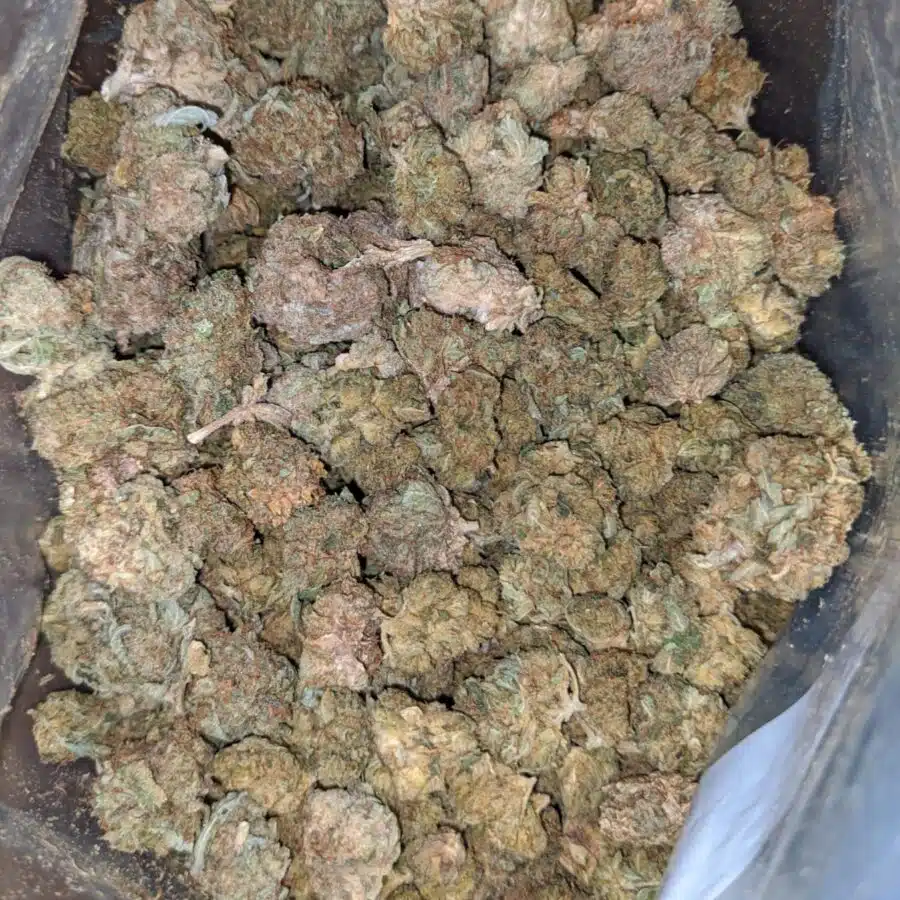 aa cheap kush bulk special 3 I AA Cheap Kush Bulk Special