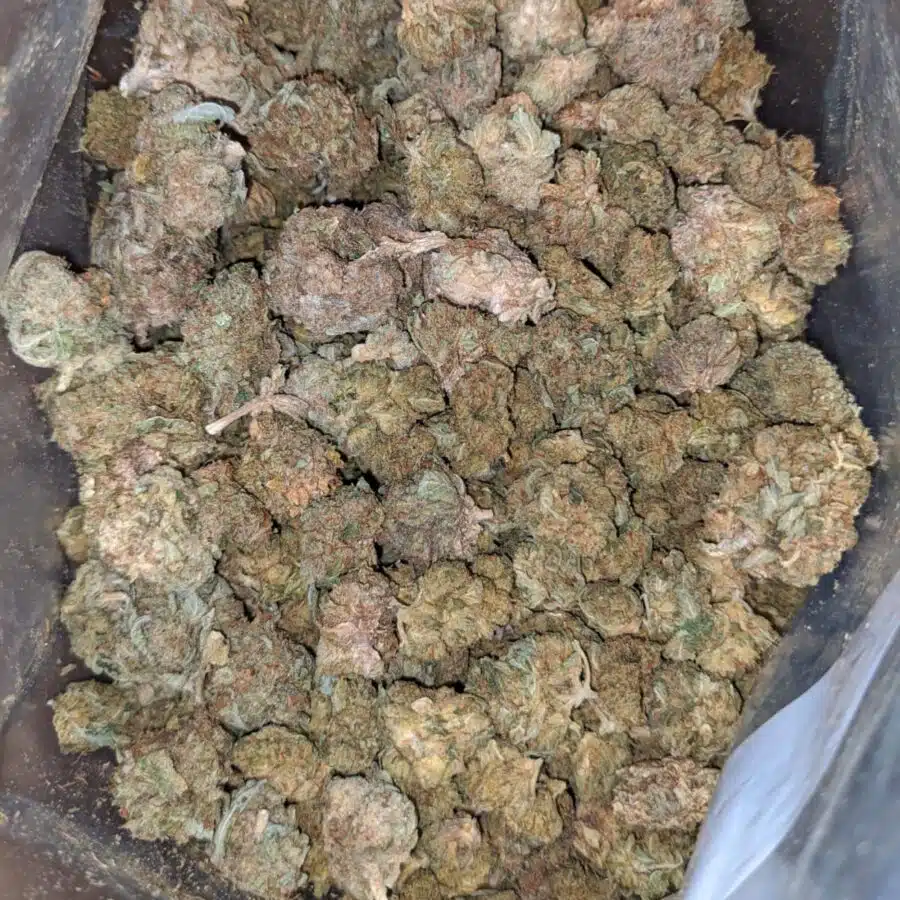 aa cheap kush bulk special 4 I AA Cheap Kush Bulk Special