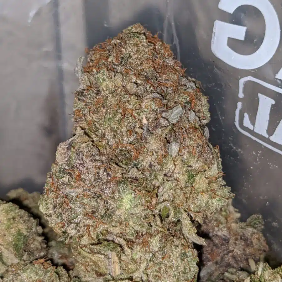 dark star pink 1 I Dark Star Pink
