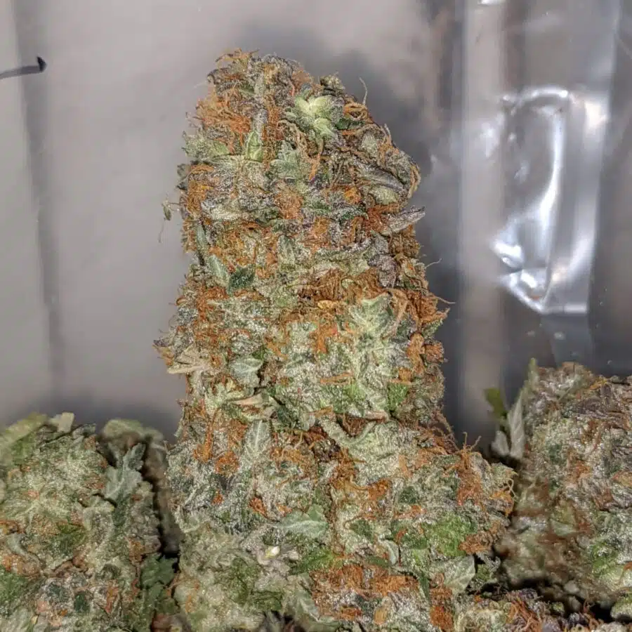 pink gas 2 I Pink Gas AA