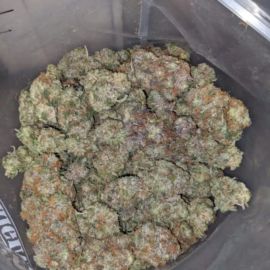 pink gas 3 I Pink Gas AA