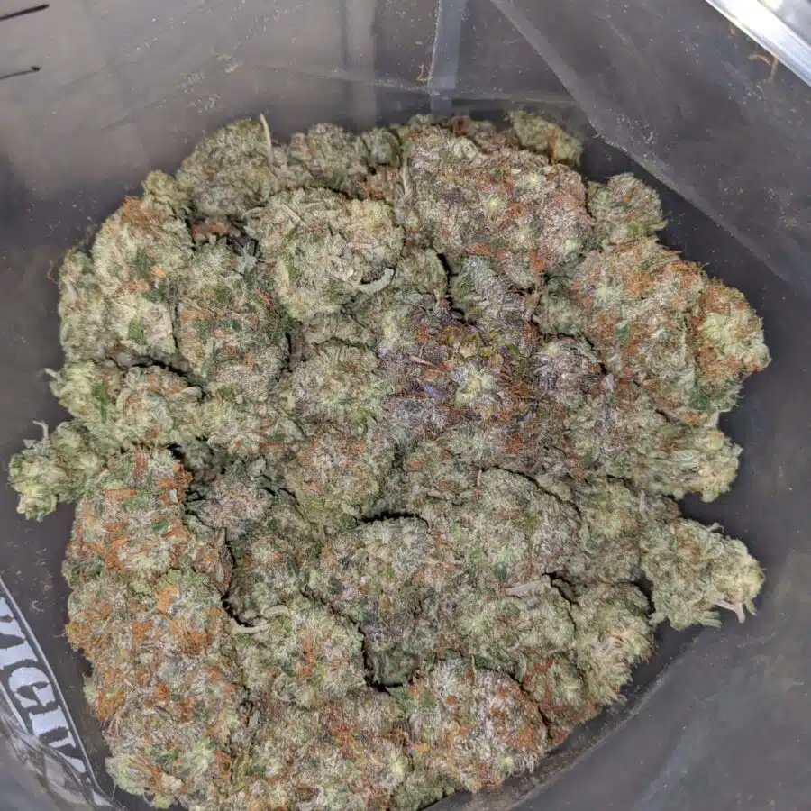 pink gas 4 I Pink Gas AA