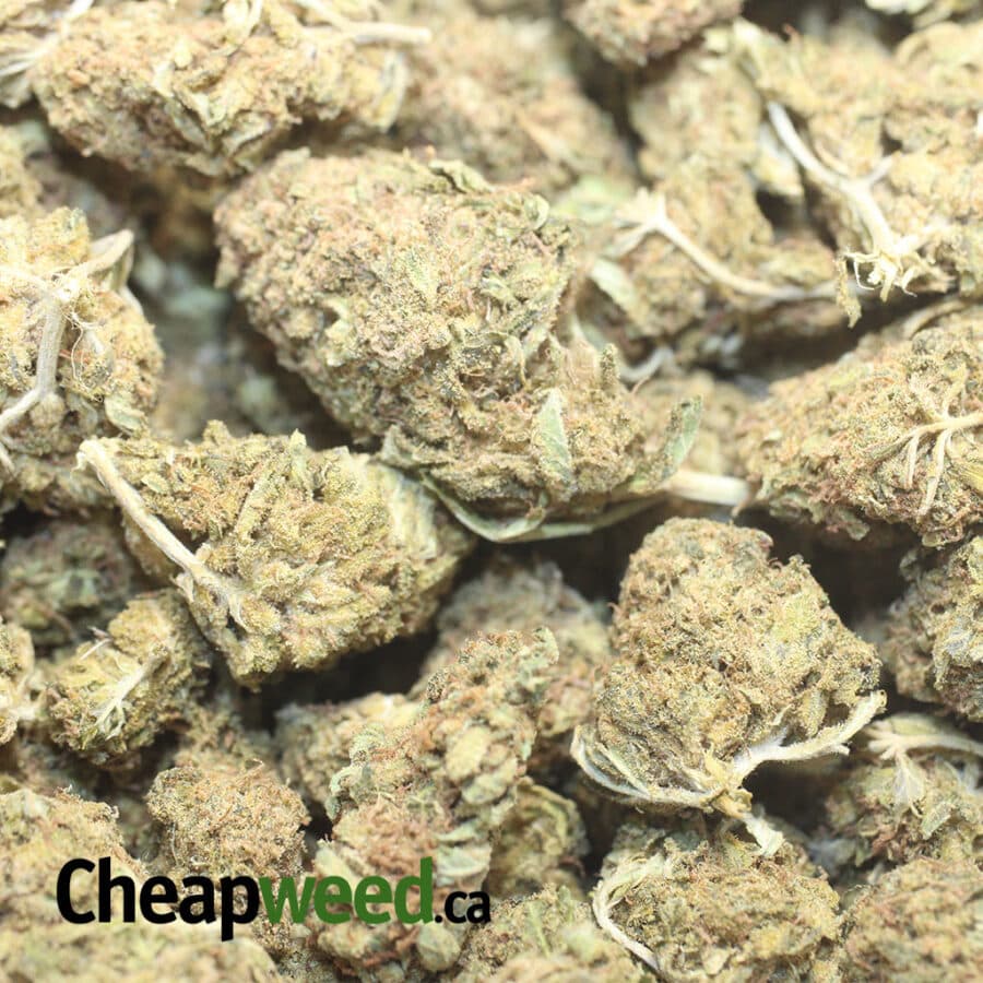 AA ORANGE KUSH 1 I AA+ Orange Kush