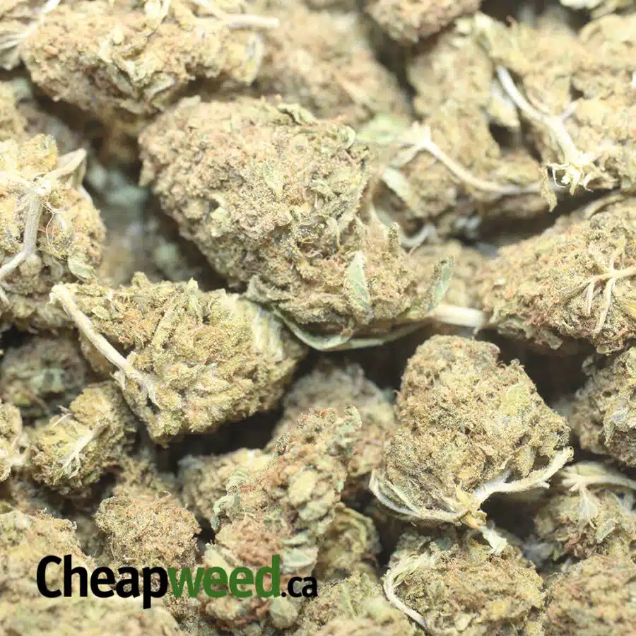 AA ORANGE KUSH 1 I AA+ Orange Kush