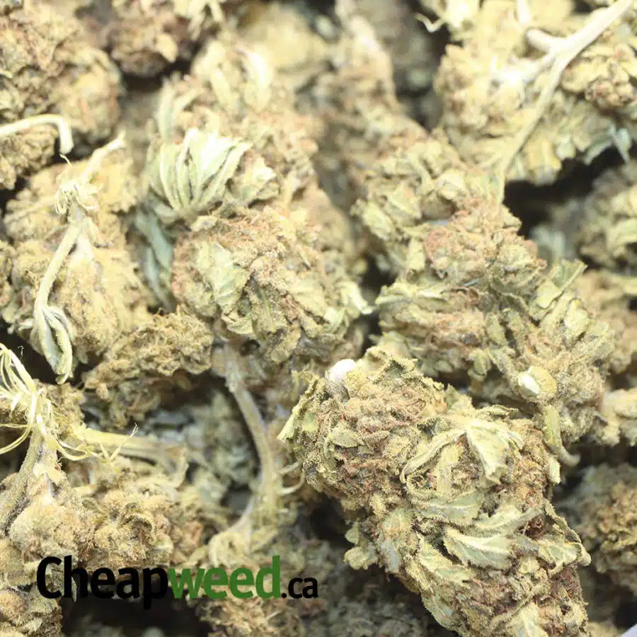 AA SOUR GRAPE 1 I Sour Grape