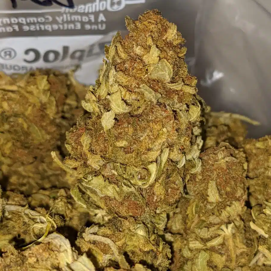 AA Sour Grape 1 I Sour Grape