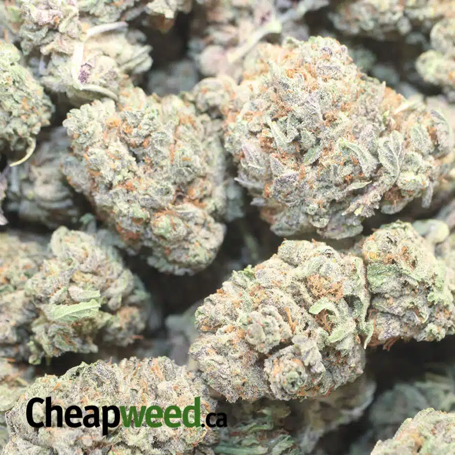 BLACK CHERRY MINTS 1 I Black Cherry OG