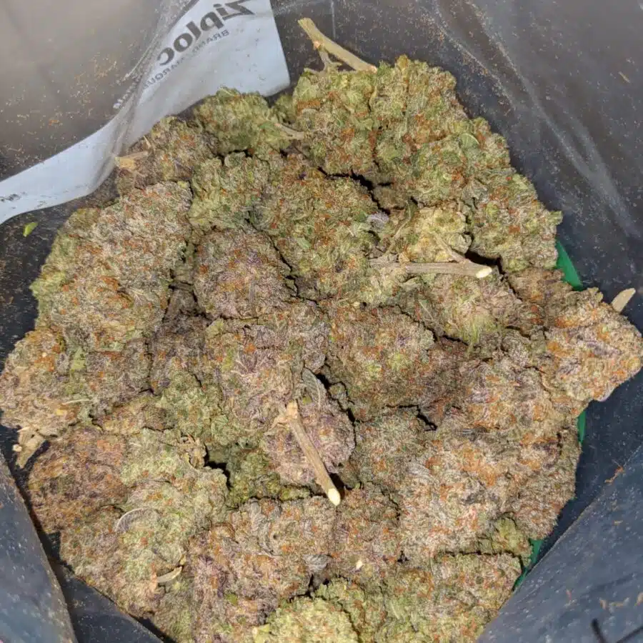 BLACKBERRY COUGH 3 I Blackberry Cough