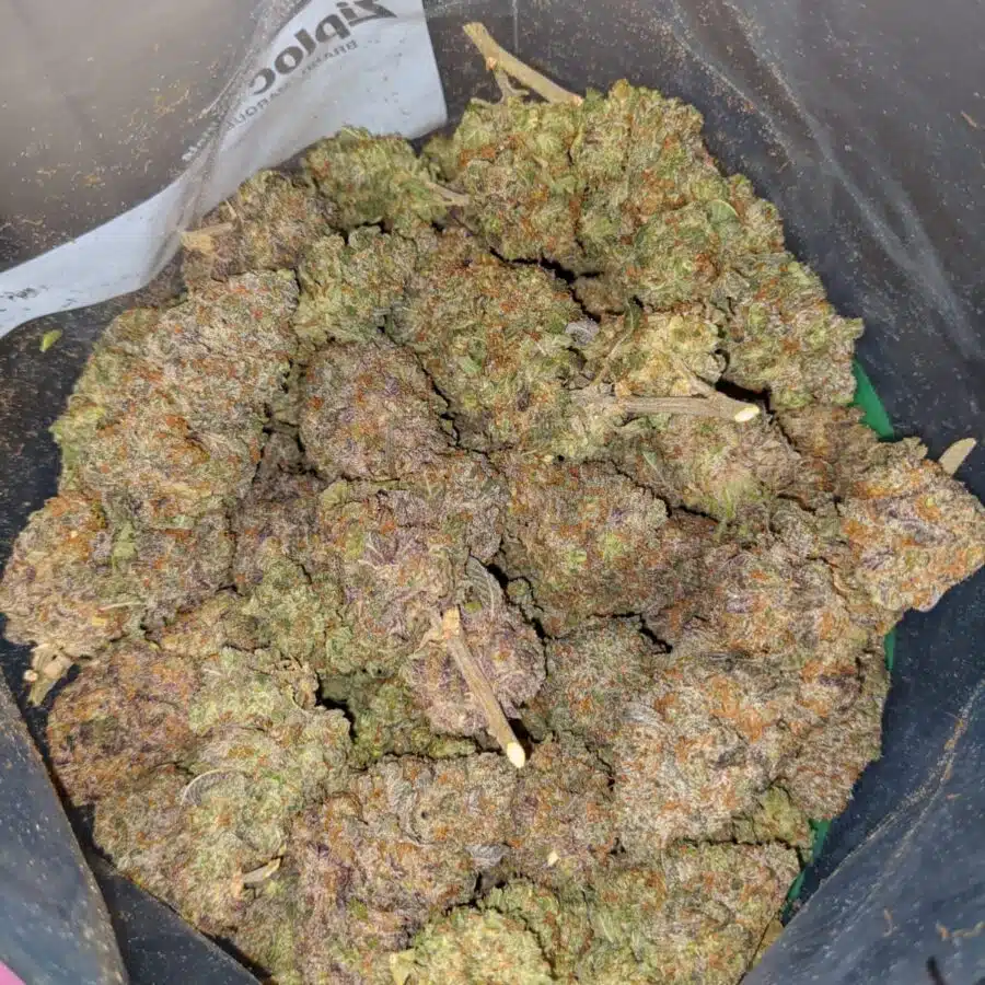 BLACKBERRY COUGH 4 I Blackberry Cough