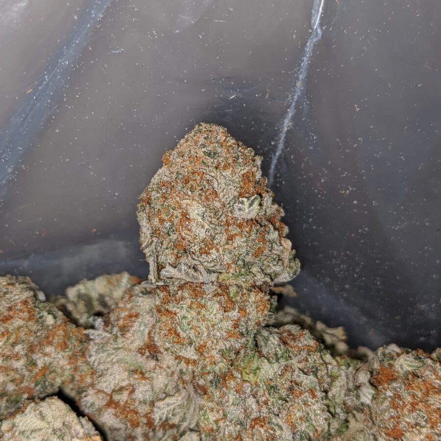 COOKIE BREATH 3 I Cookie Breath