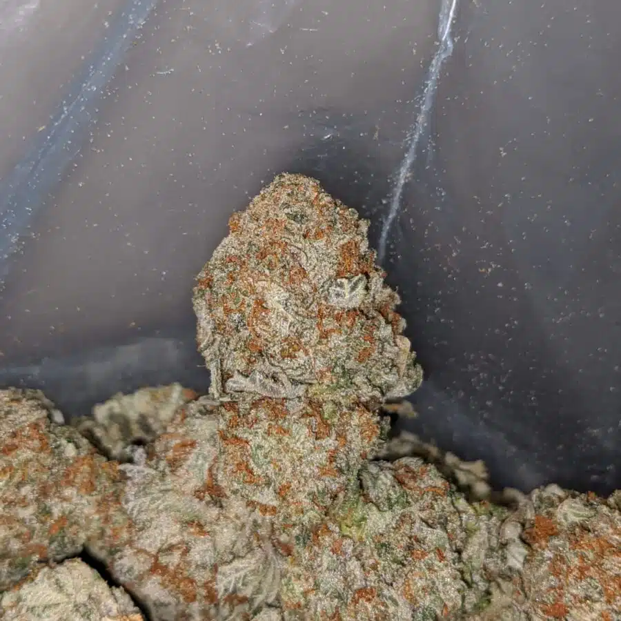 COOKIE BREATH 3 I Cookie Breath