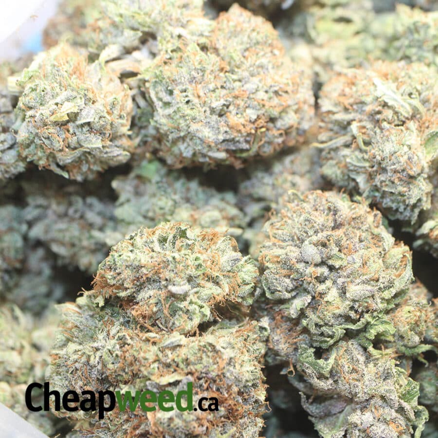 GODS BUBBA 1 I Gods Bubba