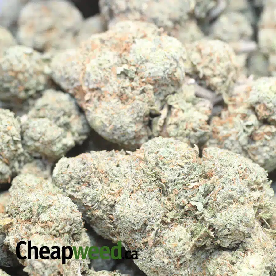 GOUDABERRY 1 I $ 61 Oz - Goudaberry