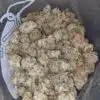 $65 Oz - Gelato