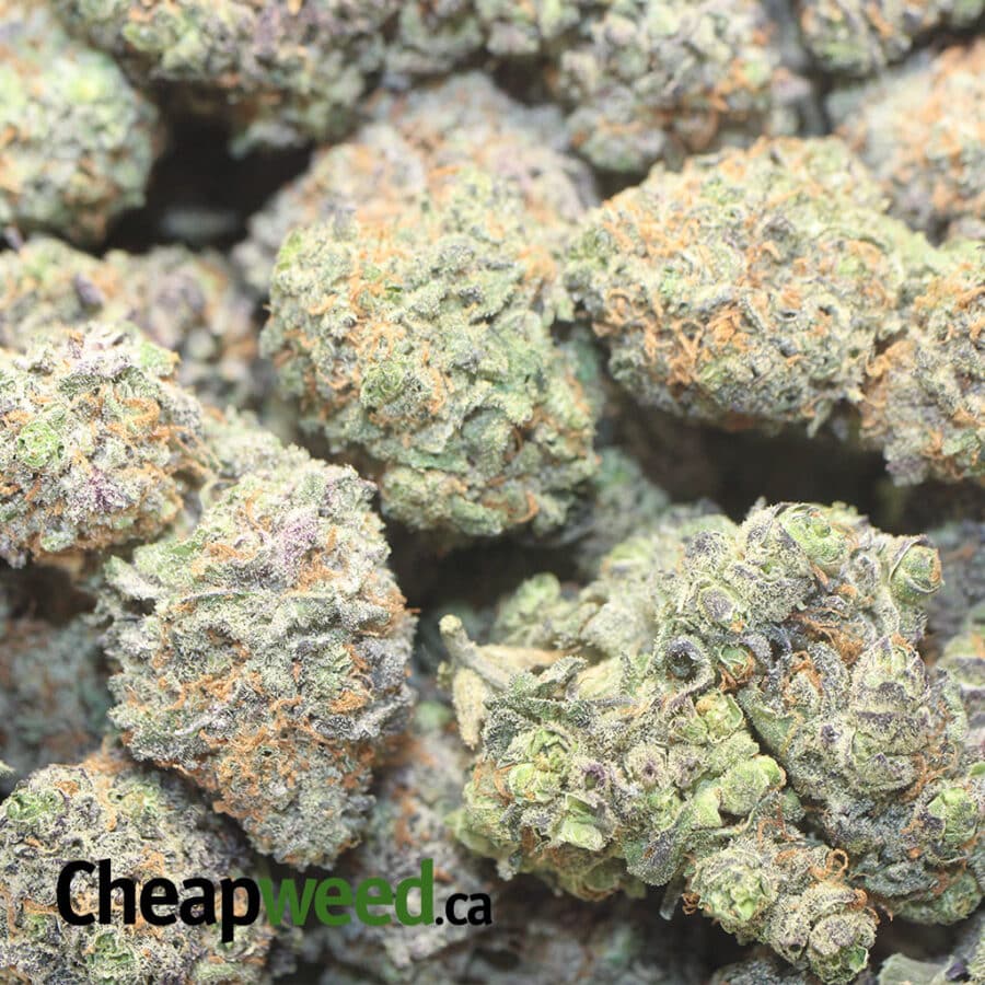 LEMONADE COUGH 1 I Lemonade Cough