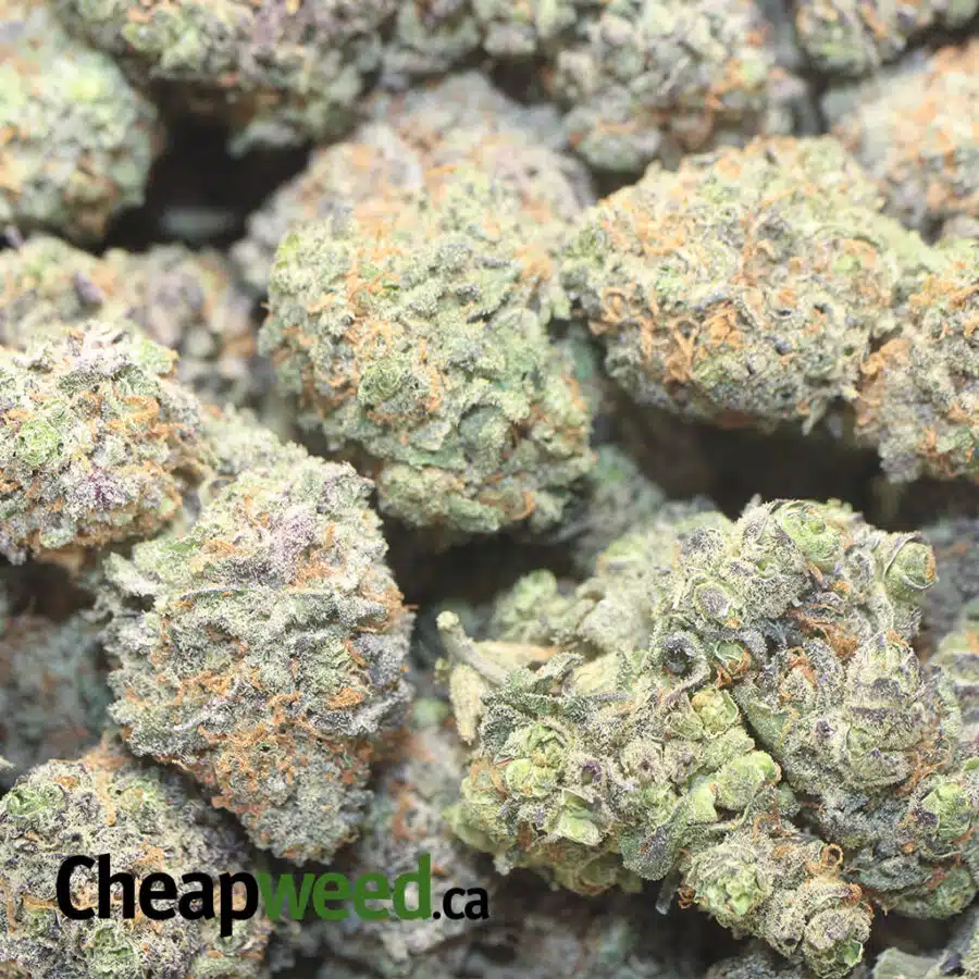 LEMONADE COUGH 1 I Lemonade Cough