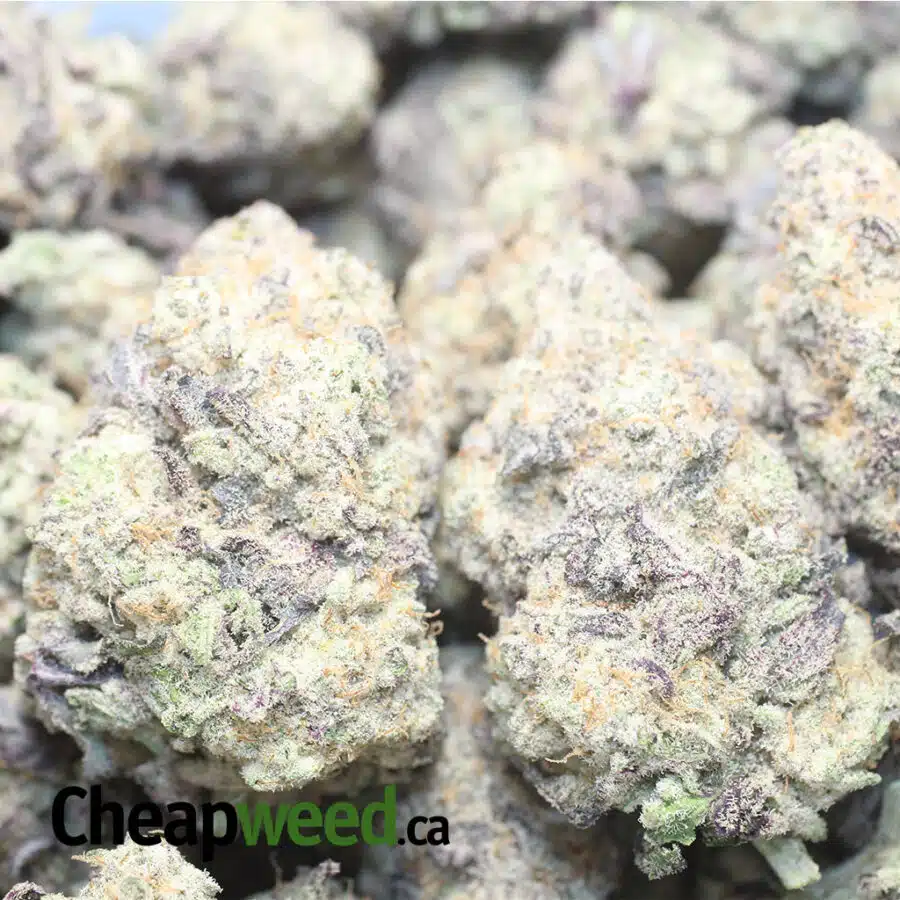 MONSTER COOKIES 1 I Monster Cookies
