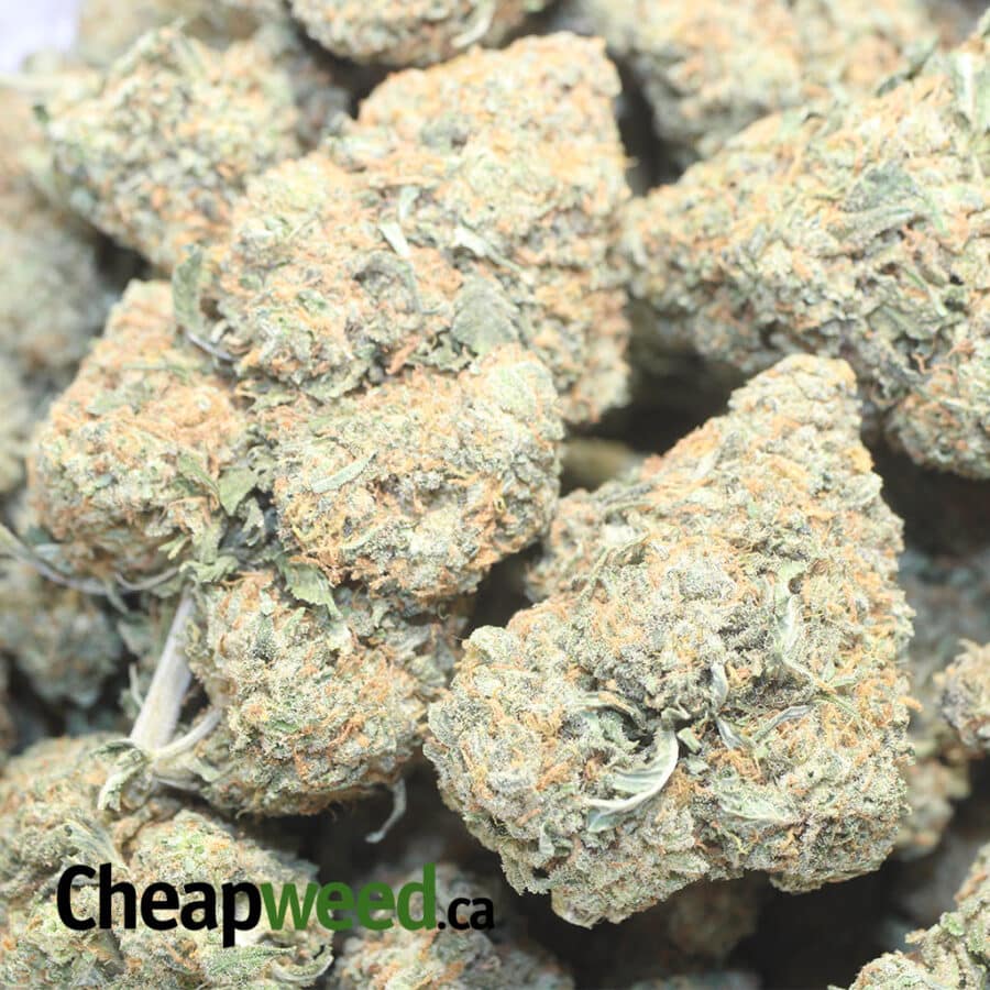 ORANGE DIESEL 1 I Orange Diesel