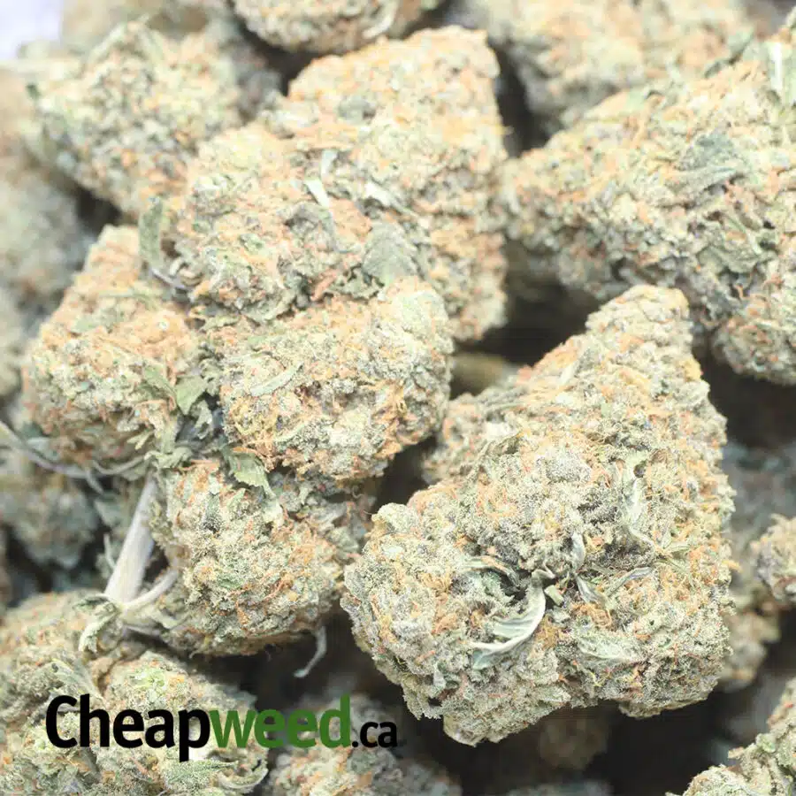 ORANGE DIESEL 1 I Orange Diesel