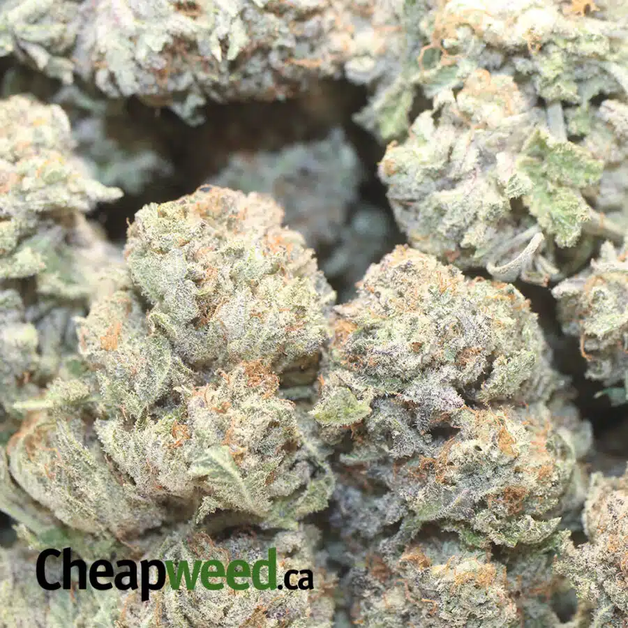 PHP 1 I Purple Hashplant