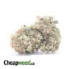 Purple Hashplant