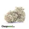 Purple Hashplant