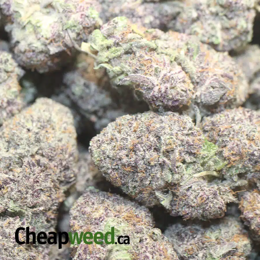 PURPLE MOONROCKS 3 I Purple Moonrocks