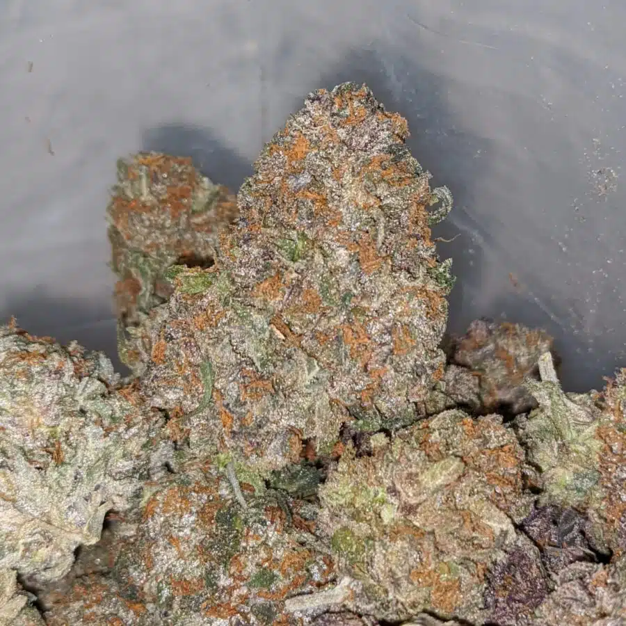 RAINBOW SKITTLEZ 1 I Rainbow Zkittles