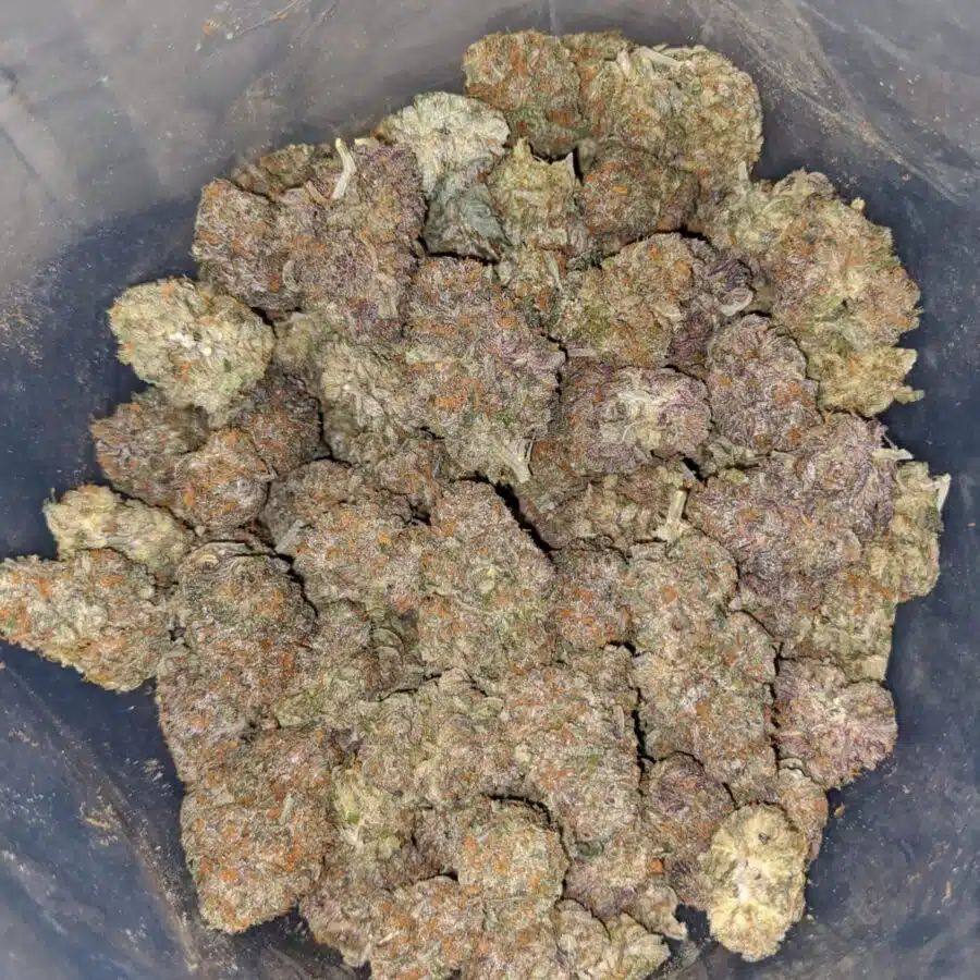 RAINBOW SKITTLEZ 3 I Rainbow Zkittles