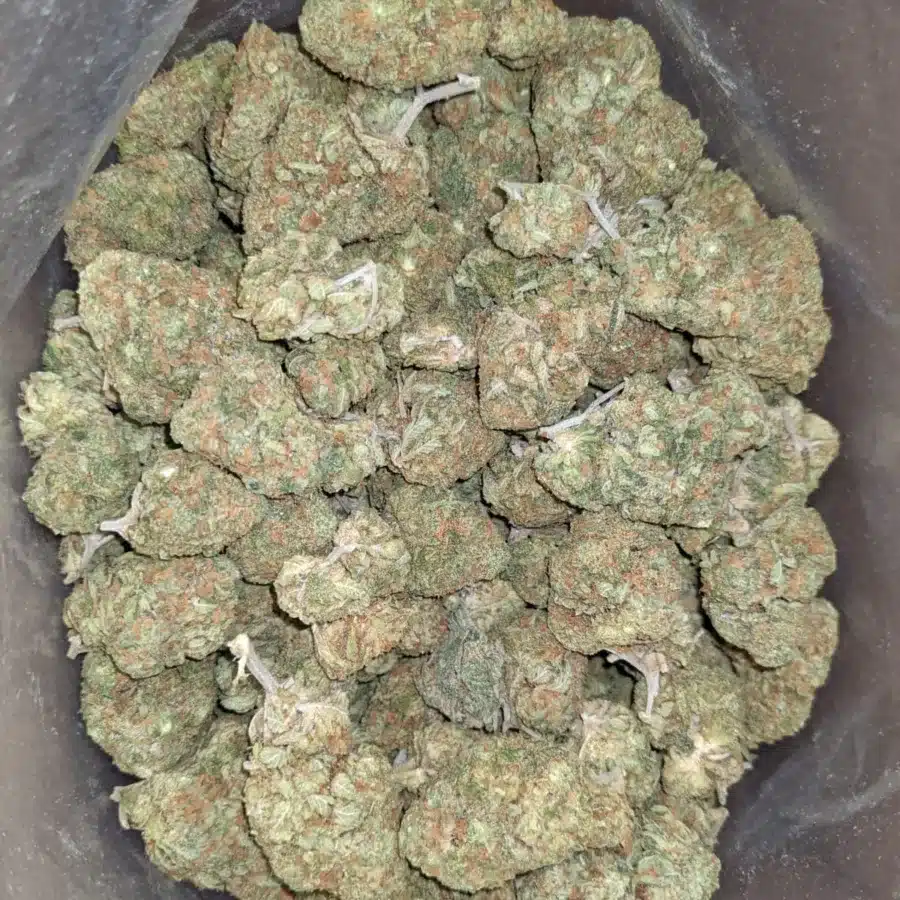Skunk og 2 I Skunk OG