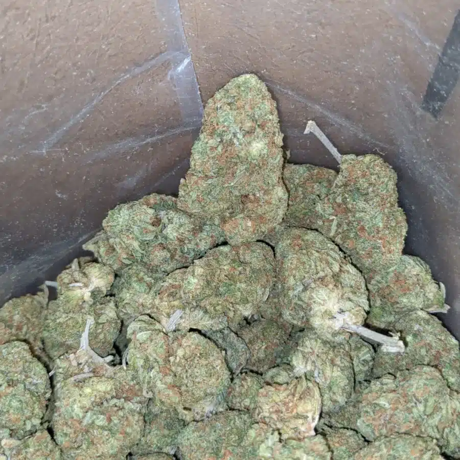 Skunk og 3 I Skunk OG