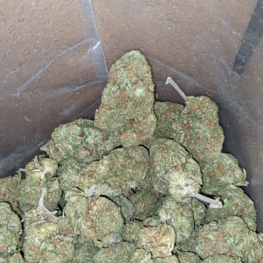Skunk og 4 I Skunk OG
