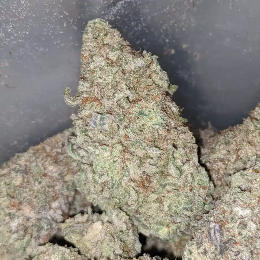 WHITE MONKEY COOKIES 1 I White Monkey Cookies