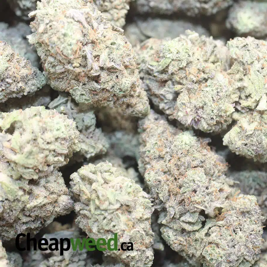 WHITE MONKEY COOKIES 1 I White Monkey Cookies