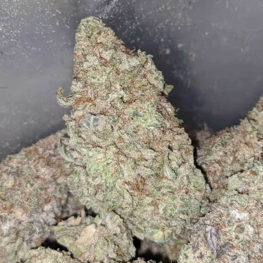WHITE MONKEY COOKIES 2 I White Monkey Cookies