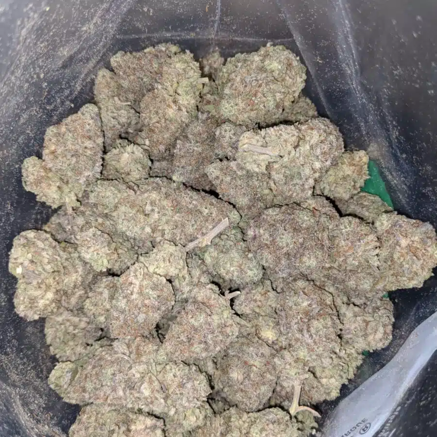 WHITE MONKEY COOKIES 3 I White Monkey Cookies